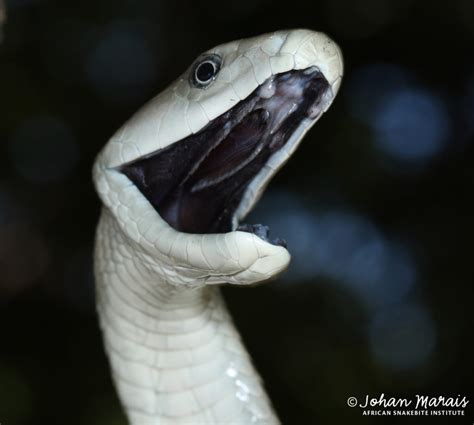 black bombasse|The truth about Black Mambas .